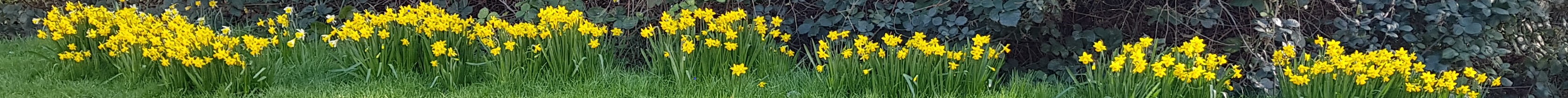 [bright yellow Tete-a-tete daffodils along the edge of a woodland, with sunlight on a grass bank]
