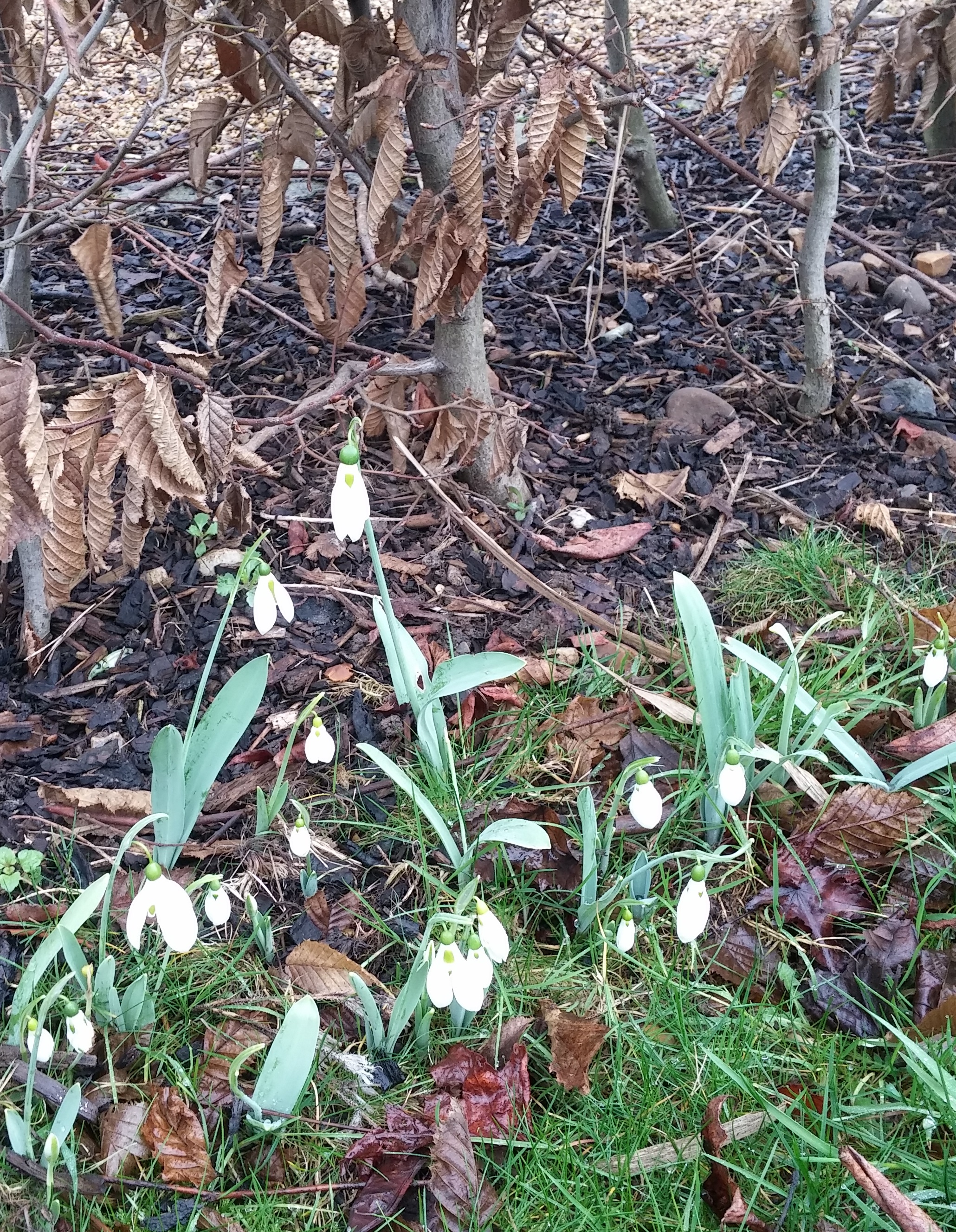 [snowdrops flowering through the grass, 
        in front of a beech hedge with russet leaves]
